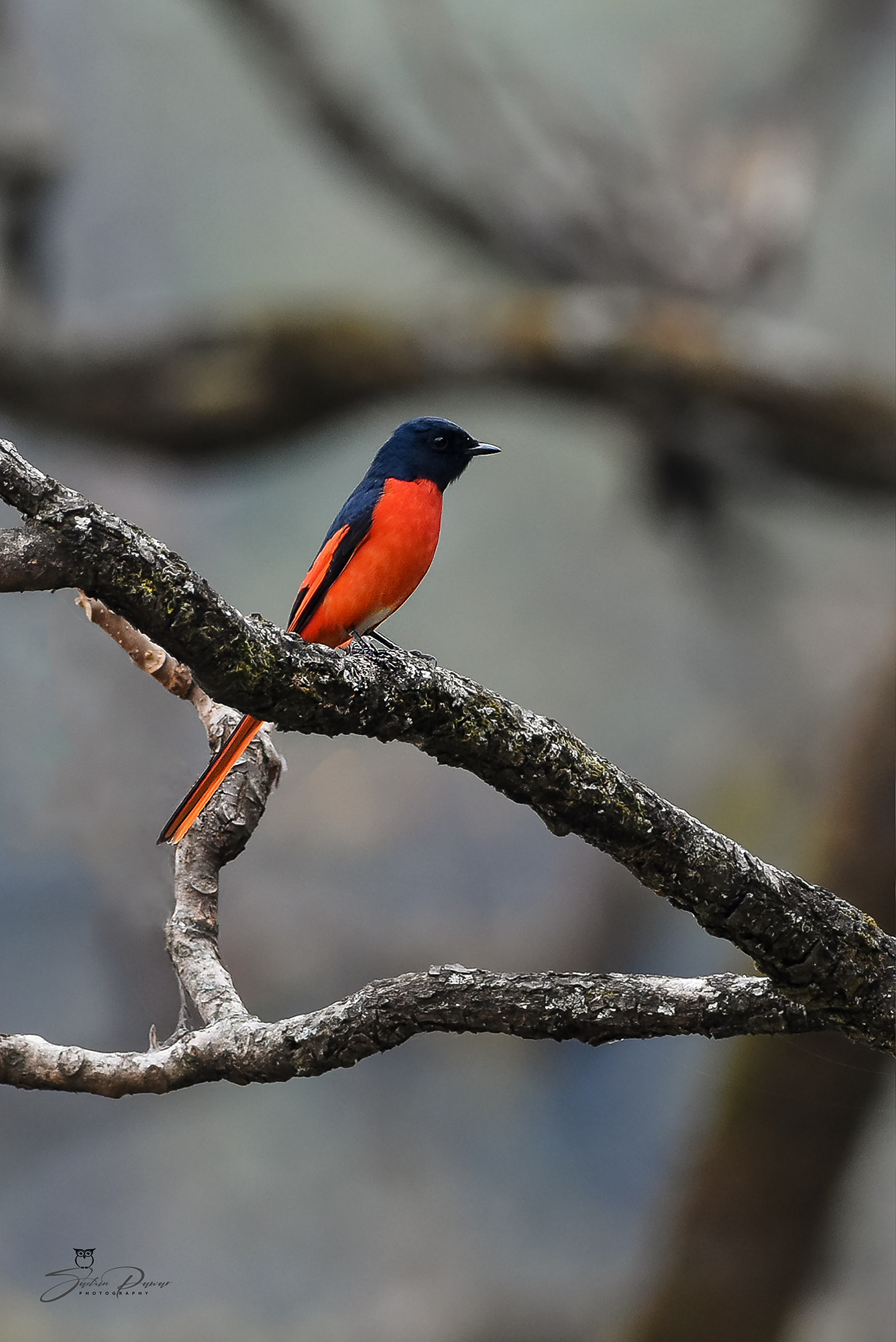 Long-tailed Minivet